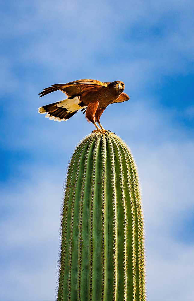 Hawk