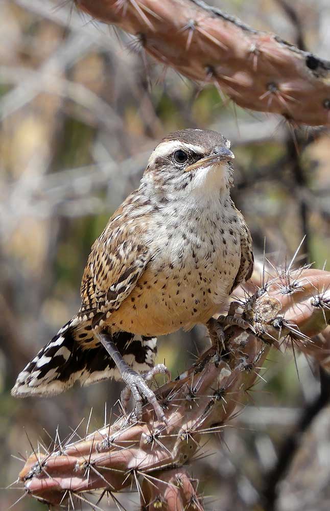 Little bird