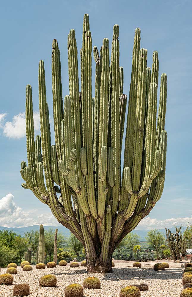 Cathedral cactus
