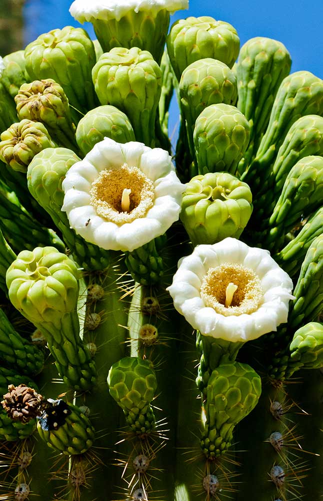Cactus bloom
