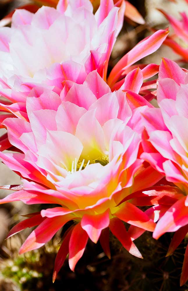 Pink flowers