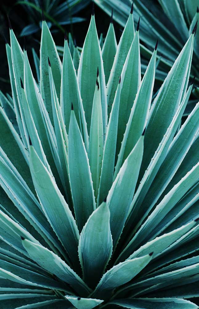 Aloe